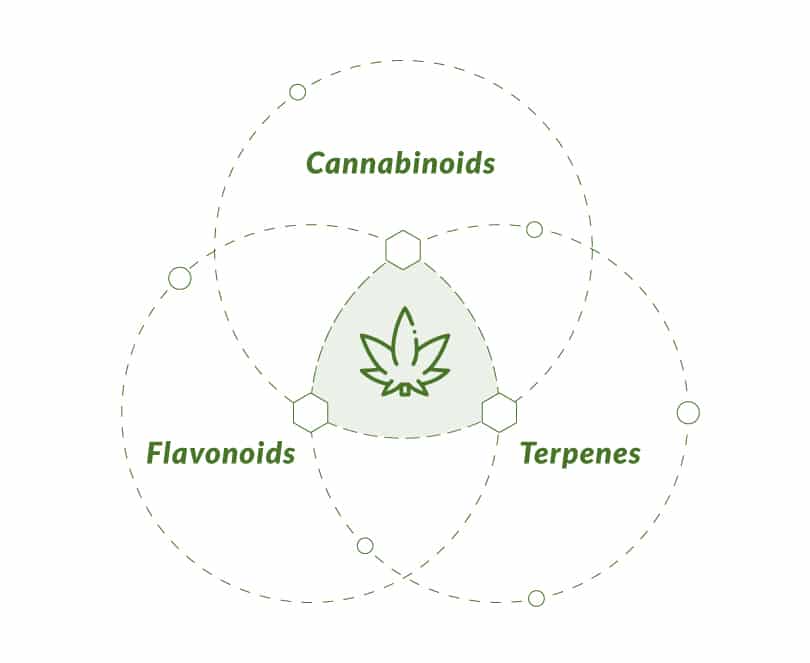 Full-spectrum THC entourage effect diagram for Liberty In a Can™ seltzers